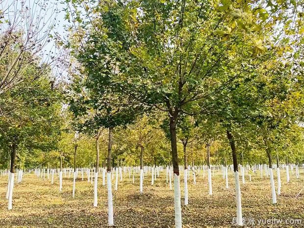 南陽五角楓苗種植栽培技術(shù)(圖1)