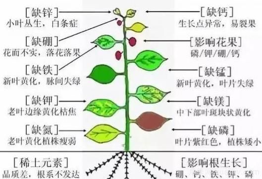 月季底肥如何使用？正確用肥才能讓花長得旺盛(圖2)