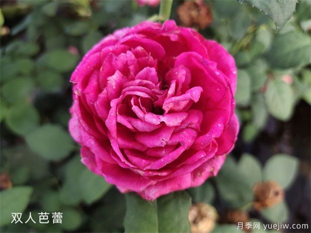 雙人芭蕾月季(圖3)