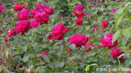 南寧市花卉公園三萬株月季盛開 邂逅綠城冬日的小浪漫(圖3)