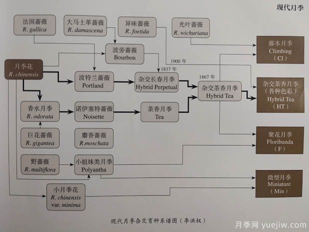 中國月季對世界的貢獻(圖1)