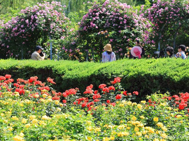 月季名園：北京市植物園月季園(圖3)