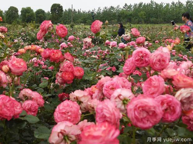 月季名園：綿陽東林牧歌世界月季博覽園(圖3)