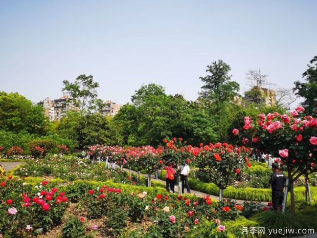 月季名園：上海植物園月季園(圖3)