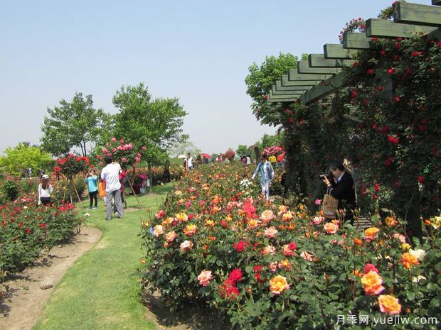 月季名園：上海辰山植物園月季園(圖1)