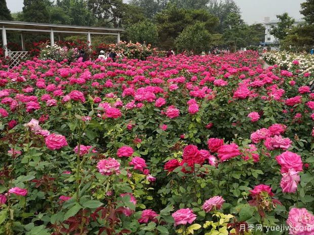 月季名園：北京陶然亭公園月季園(勝春山房)(圖2)