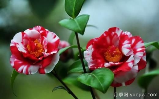 山茶花養(yǎng)殖方法(圖1)