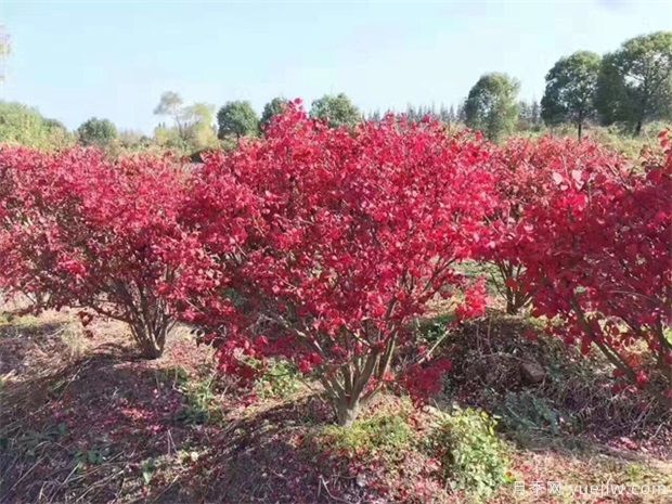 想通過彩葉苗木賺錢，哪些苗木品種***暢銷(圖1)