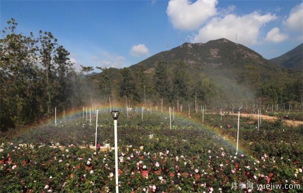 大灣區(qū)實(shí)現(xiàn)月季在南方生長 百萬盆精品月季將扮靚新春深圳(圖2)