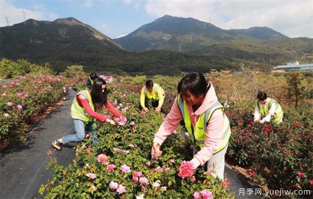 大灣區(qū)實(shí)現(xiàn)月季在南方生長 百萬盆精品月季將扮靚新春深圳(圖3)