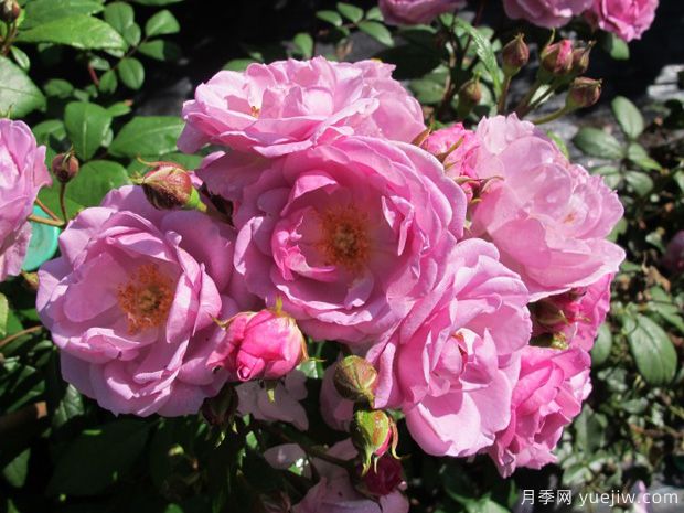 丁香花束月季(圖1)