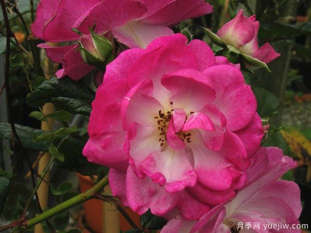 丁香花束月季(圖2)