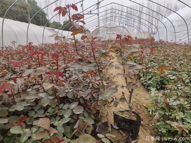 大棚月季花卉種植需要關(guān)注哪些常見問題？(圖1)