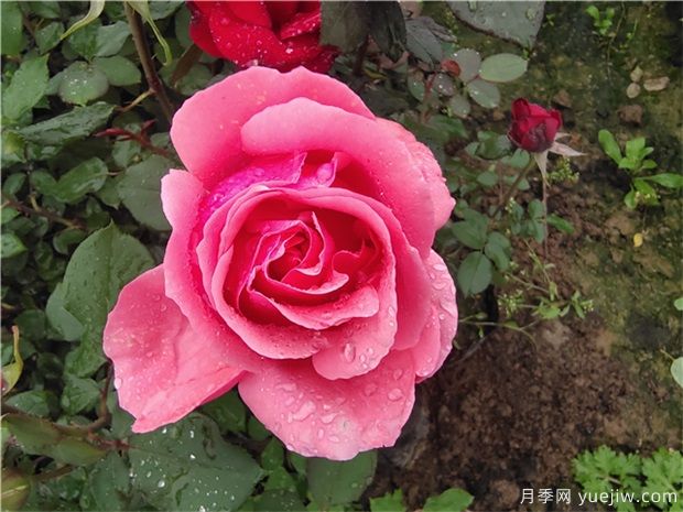 薔薇、月季、玫瑰被稱作“薔薇三姐妹”，對嗎(圖1)