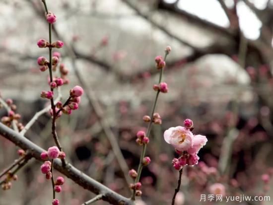 蠟梅和梅花有什么區(qū)別？(圖1)