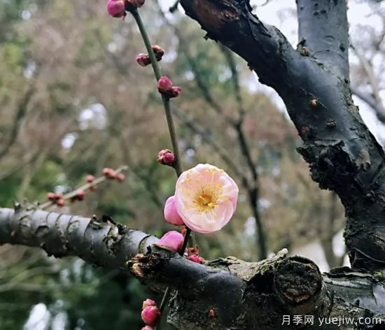 蠟梅和梅花有什么區(qū)別？(圖2)