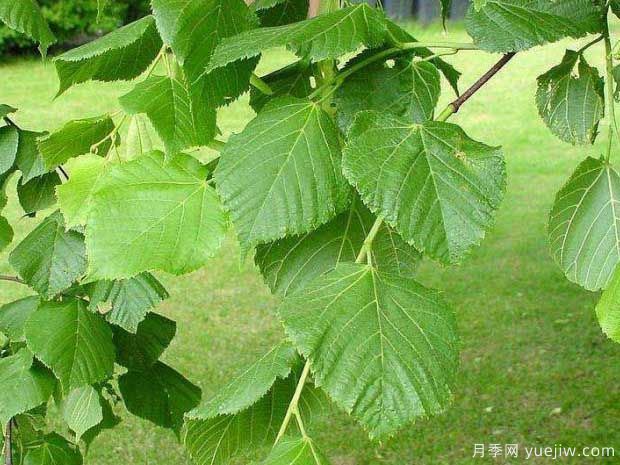 椴樹的圖片特點和種植養(yǎng)護(圖1)