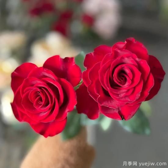 花店常備的15種紅玫瑰是什么？有什么優(yōu)缺點(diǎn)？(圖8)