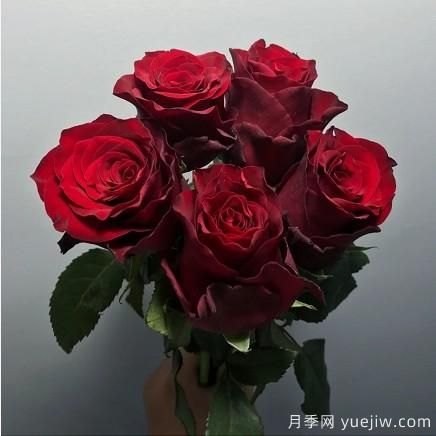 花店常備的15種紅玫瑰是什么？有什么優(yōu)缺點(diǎn)？(圖10)