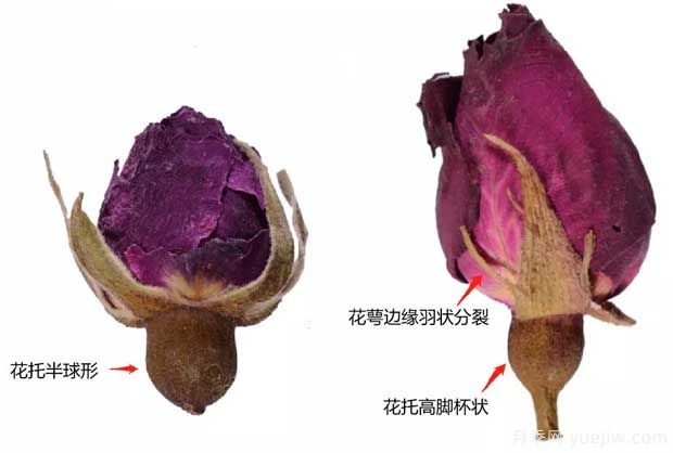 玫瑰月季薔薇，市場上還能找到純種玫瑰嗎？(圖1)