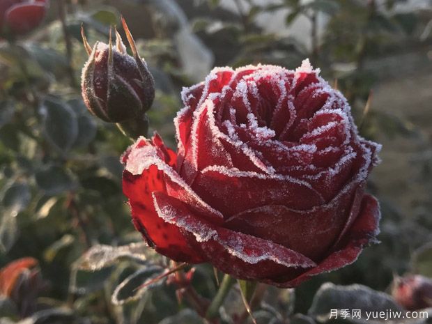 全國大范圍降雪，如何降低降雪對園林苗木的傷害？(圖1)