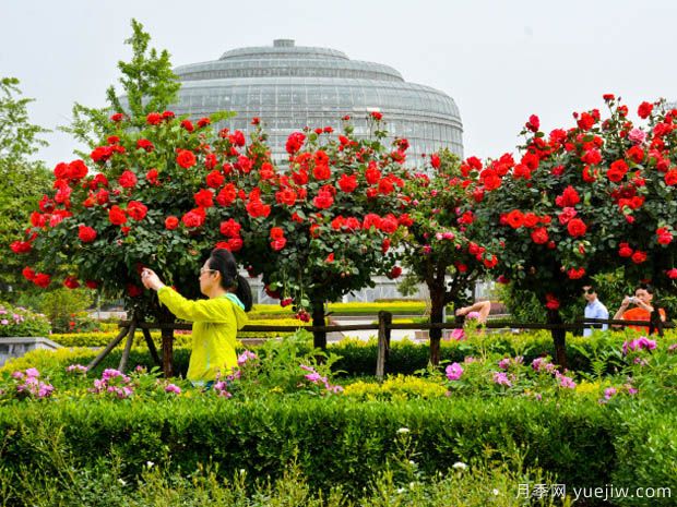 建設月季花城，讓鄭州月季從盆景走向風景(圖1)