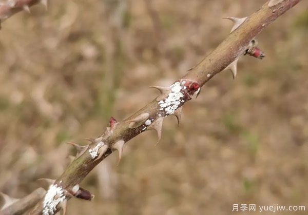 樹(shù)狀月季的桑盾蚧蟲(chóng)害有哪些傷害害，該如何防治？(圖3)