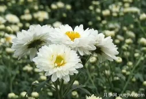 白菊花怎么養(yǎng)？菊花栽培注意事項(圖1)