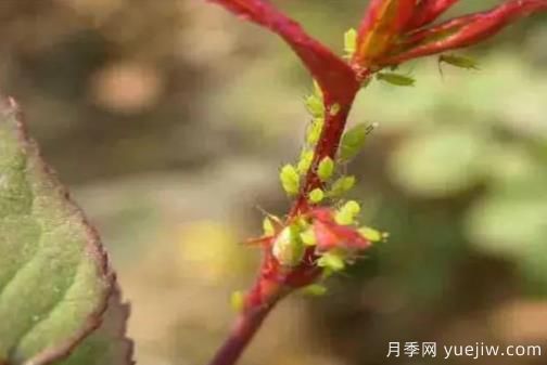 花木蚜蟲防治技術(shù)分享(圖1)