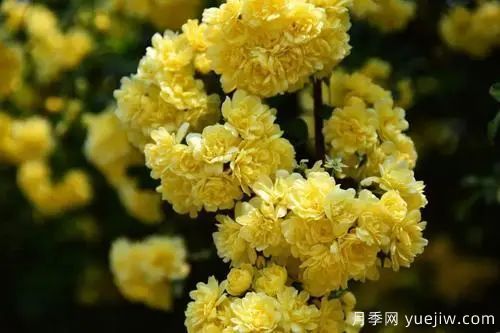 黃木香開花好看又好聞，快速花墻(圖1)