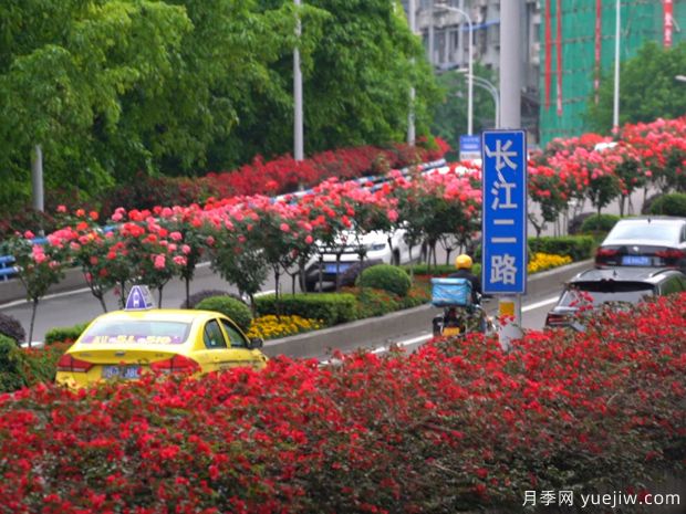 四月月季花美麗 裝扮重慶立交橋(圖1)