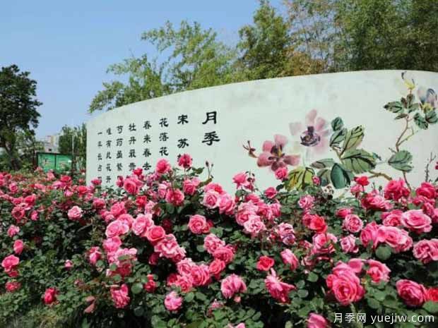 南陽月季市花文化和景觀圖集(圖3)