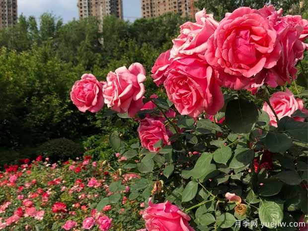 三門峽月季市花文化和景觀圖集(圖4)