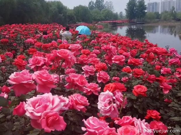 平頂山月季市花文化和景觀圖集(圖1)