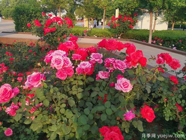 平頂山月季市花文化和景觀圖集(圖3)