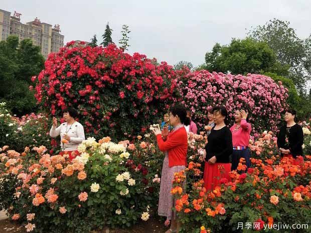 三門峽月季市花文化和景觀圖集(圖1)