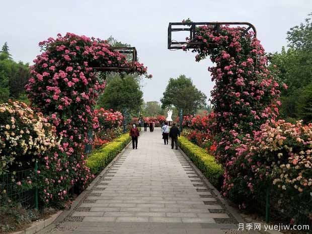 三門峽月季市花文化和景觀圖集(圖2)