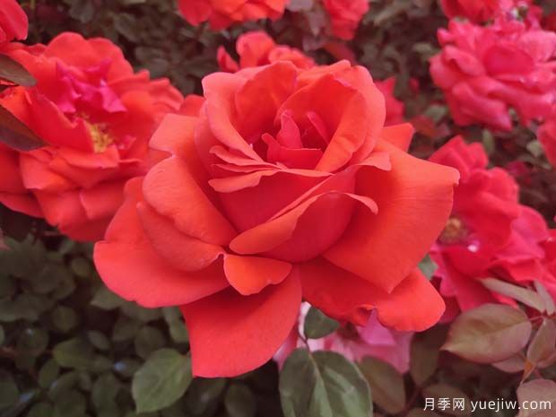 雜交茶香月季（ Hybrid Tea Roses ，簡稱 HT )(圖1)