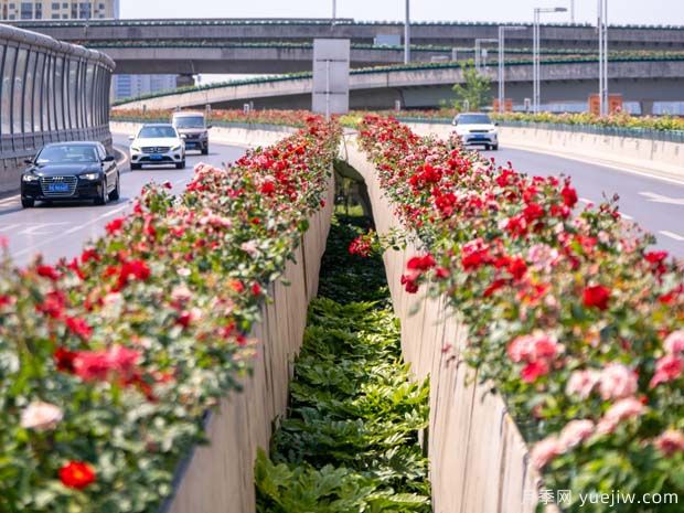 鄭州月季花路，生態(tài)廊道彩繪綠都花季(圖1)