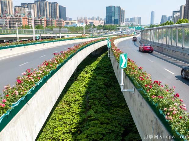 鄭州月季花路，生態(tài)廊道彩繪綠都花季(圖2)