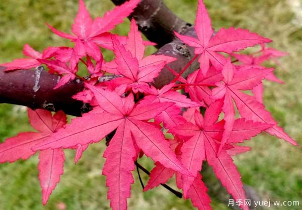 中國紅楓、美國紅楓、日本紅楓、加拿大紅楓的區(qū)別對比和前景(圖3)