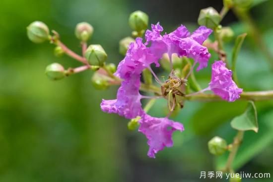 植物專類園帶火的苗木有哪些，月季園火了(圖3)