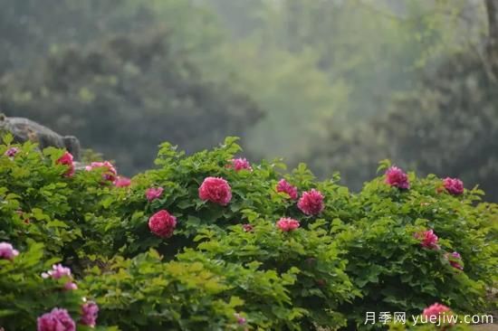 植物專類園帶火的苗木有哪些，月季園火了(圖2)