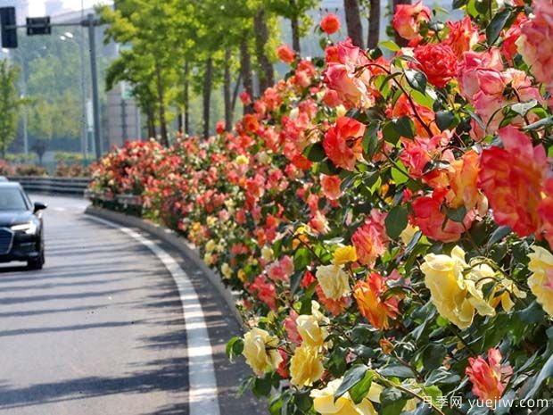 河北秦皇島70萬株市花月季綻放港城(圖1)