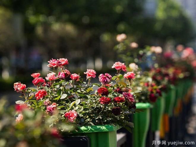 信陽(yáng)平橋區(qū)6月滿(mǎn)目繁花，開(kāi)啟月季美麗夏日(圖2)