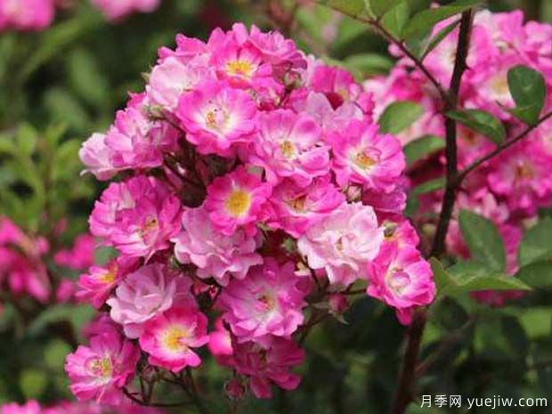 七姊妹薔薇，春季的網(wǎng)紅薔薇花墻(圖1)