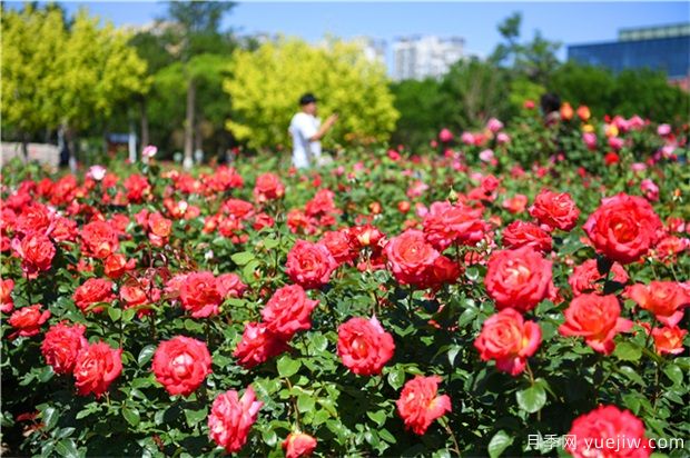 月季花黑斑病如何防治呢？(圖1)