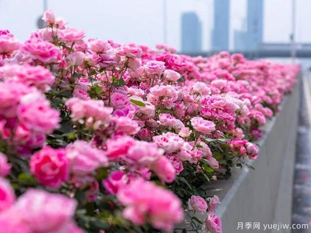 武漢新增多條絕美月季花道，江城處處花海景觀(圖3)