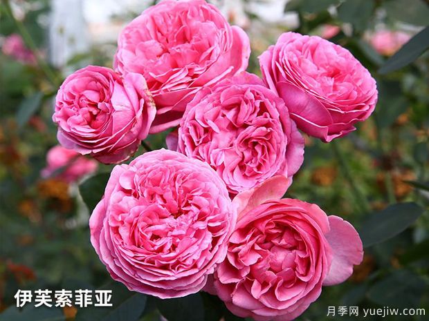 伊芙索菲亞月季(圖1)