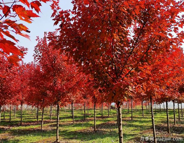 美國(guó)紅楓和日本紅楓的區(qū)別？哪個(gè)好？(圖1)